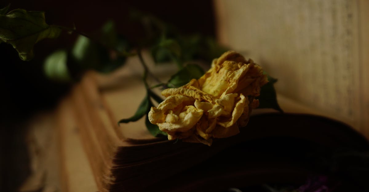 découvrez le romantisme noir, un courant artistique et littéraire fascinant mêlant passion, mélancolie et mystère. plongez dans l'univers de ses figures emblématiques, explorez les thèmes sombres et intenses qui le caractérisent, et laissez-vous envoûter par l'esthétique de l'angoisse et des passions tumultueuses.