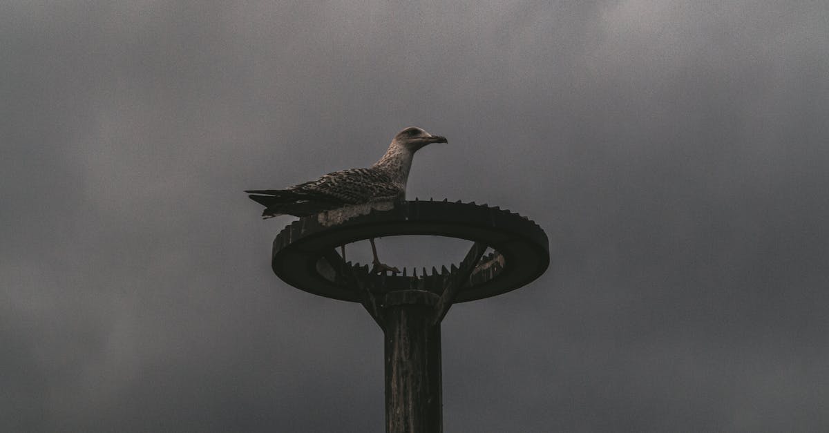 découvrez l'esthétique gothique, un voyage plongé dans un univers sombre et romantique, alliant art, mode et architecture pour créer une ambiance mystérieuse et captivante.