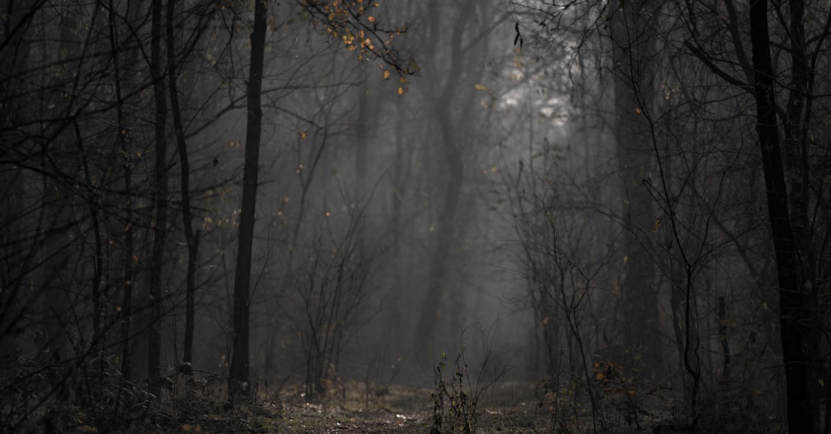 découvrez l'univers captivant de l'atmosphère gothique, où l'élégance sombre, les motifs mystérieux et les accents dramatiques se rencontrent pour créer une ambiance envoûtante. plongez dans un monde riche en histoire, en art et en émotions.