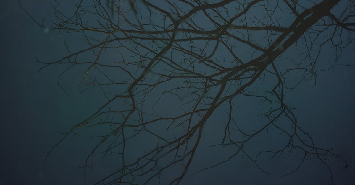 découvrez le gothique minimaliste, une esthétique unique qui harmonise l'élégance sombre et la simplicité épurée. explorez comment cette tendance allie la richesse des détails gothiques à un design moderne et minimaliste.