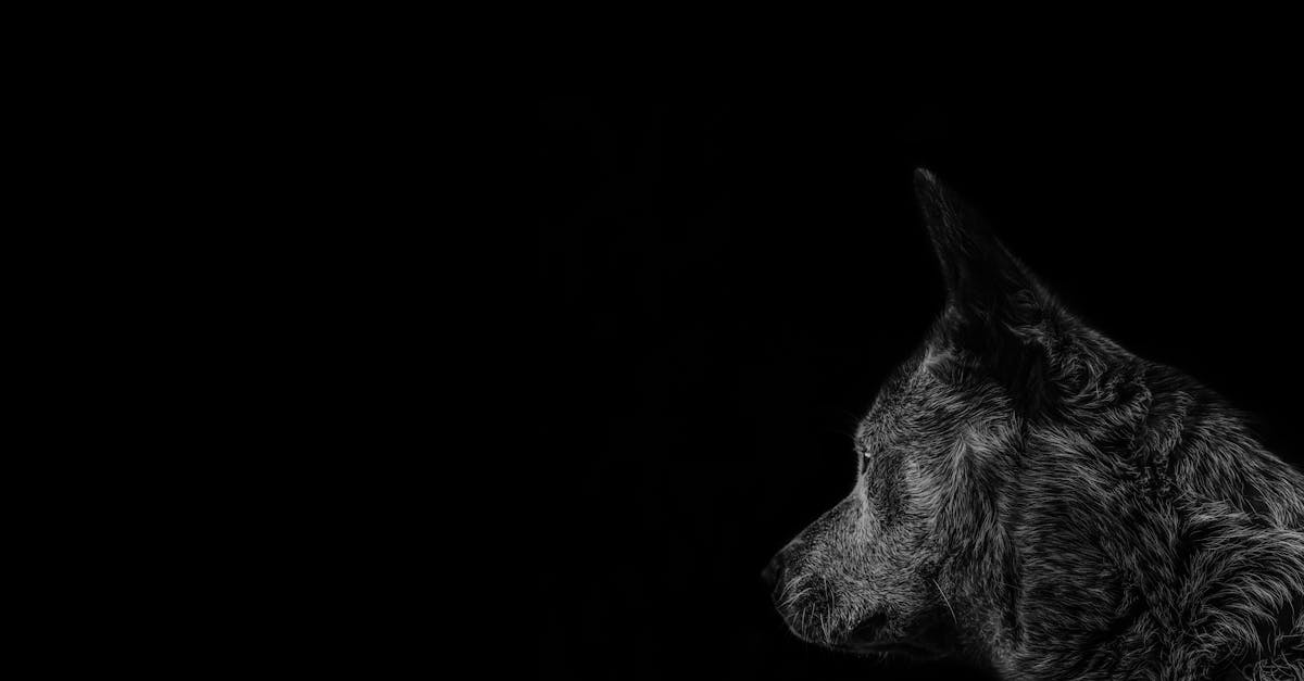 découvrez notre sélection unique d’articles et d’informations sur le thème black : actualités, tendances, inspirations et conseils. plongez dans un univers élégant et captivant !