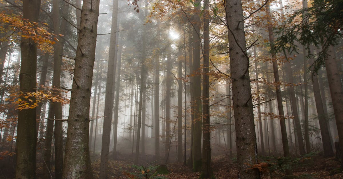 découvrez la signification du silence, ses bienfaits sur le bien-être et comment il favorise la concentration et la paix intérieure dans notre quotidien souvent bruyant.